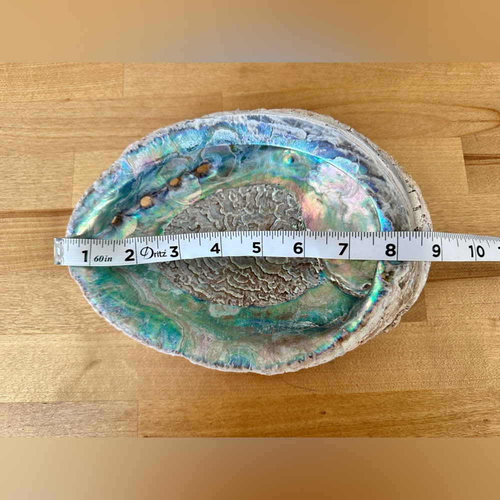 Large Abalone Shell Dish - Picture 8 of 15